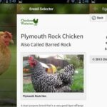 Aplikasi Peternak Ayam Gratis Android & iOS - Cluck-ulator